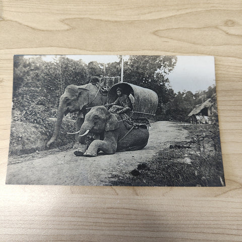 Malaya Strait Settlements Singapore Elephants Postcard