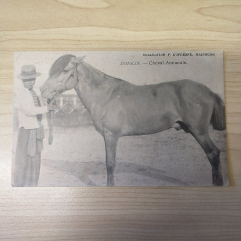 French Indo-China Vietnam 1913 Horse Postcard, Haiphong To France