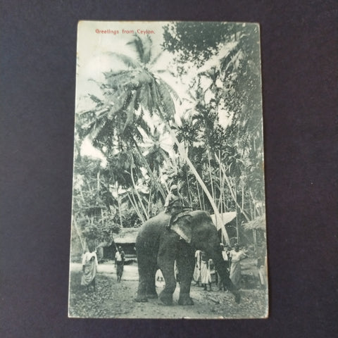NZ New Zealand 1905 Vintage Postcard Ceylon To Palmerston Greetings From Ceylon Postcard Postage Due