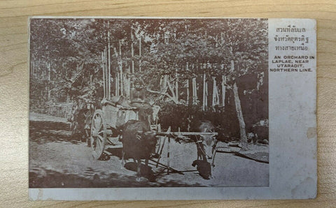 Thailand Postcard An Orchard In Laplae Near Utaradit Northern Line Mint