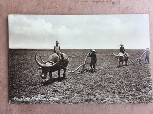 Thailand Postcard Ploughing Rice Field With Buffalo & Farmers