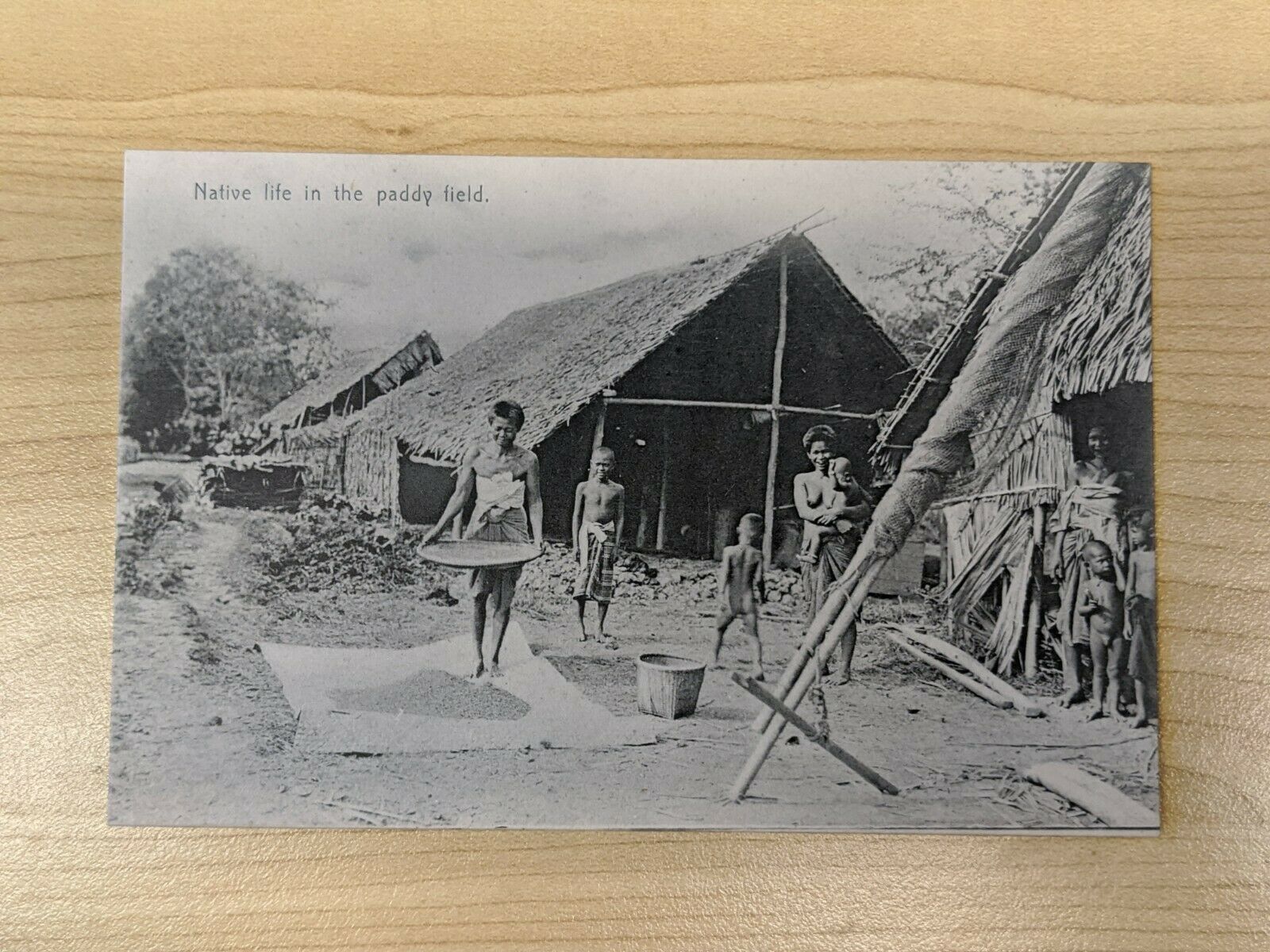 Thailand Postcard Native Life In the Paddy Field Mint