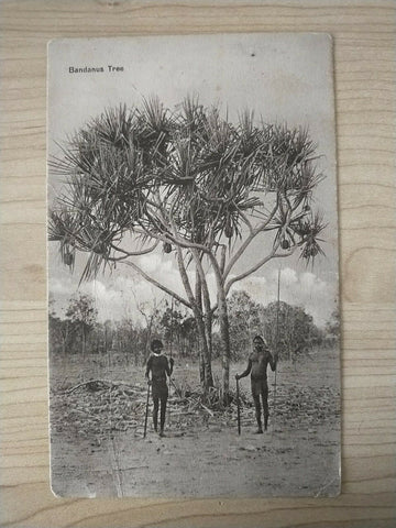 Australian Vintage Postcard Bandanus Tree With Aboriginals Darwin