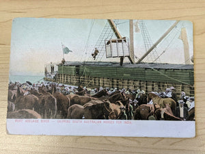 South Australia Post Card Port Adelaide River- Shipping Horses for India