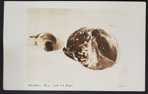 USA 1934 Byrd Antarctic postcard, Weddell seal + baby Posted at Little America
