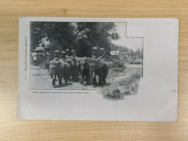 Thailand Postcard Wild Elephants escorted by three tamed ones Photo by J Antonio