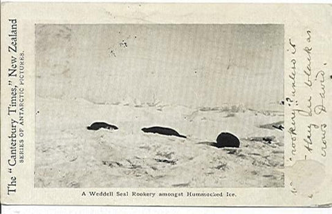 New Zealand Antarctic 1904 Canterbury Times card -A Weddell seal rookery among Humm