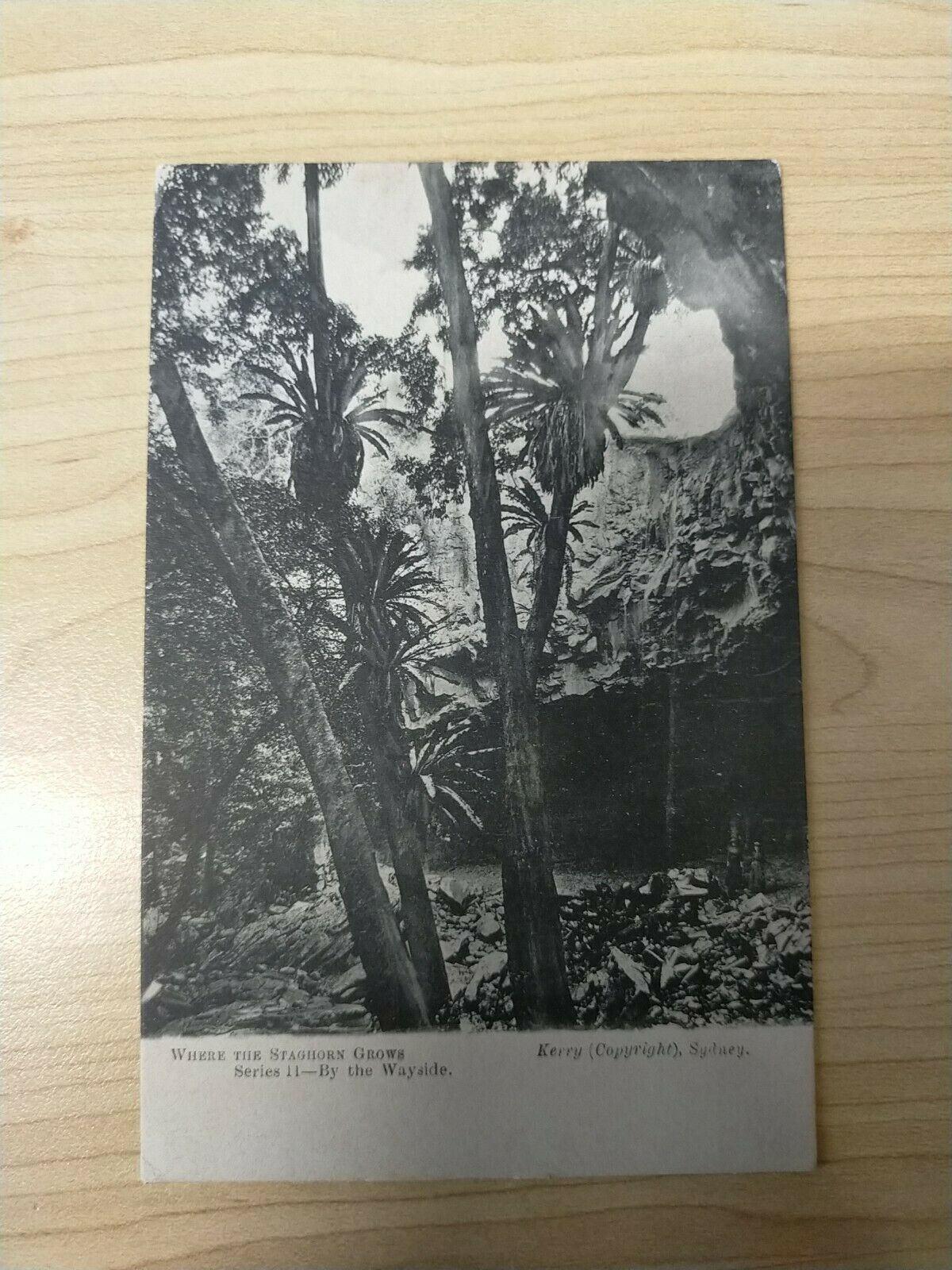 Australia 1906 Vintage Postcard Where The Staghorn Grows Massey-Harris Co. Ltd.